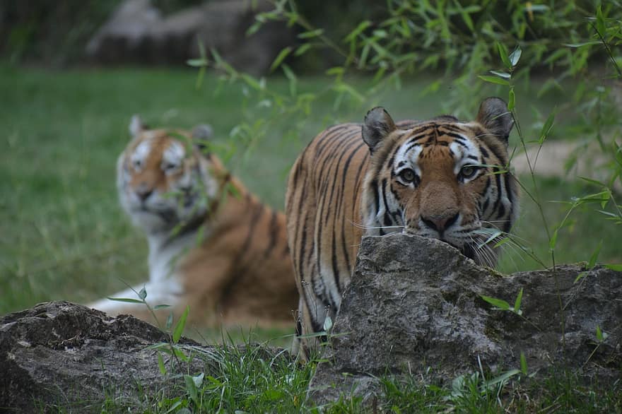 tijger, katachtig, grote kat, Bengalen, carnivoor, strepen, dieren in het wild, wildernis, dieren