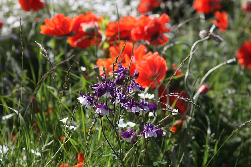 opium, bunga merah, padang rumput, ungu, bunga liar, klatschmohn, kelopak, matahari