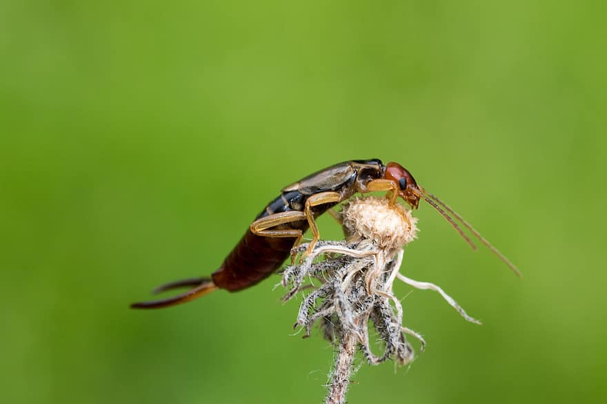 แมลงตัวยาวมีใจอคติ, แมลงหางหนีบ, Dermaptera, แมโคร, ใกล้ชิด, ดอก, เบ่งบาน, เมล็ด, จาง ๆ, เป็นประโยชน์, สวน