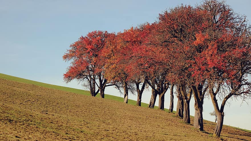 дерева, падіння, осінній, різнокольорові, осінні кольори, природи