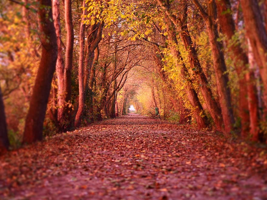 forêt, l'automne, chemin forestier, la nature, des arbres
