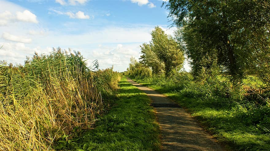 шлях, луг, природи, трави, поле, дерева, верба, листя, велосипедна доріжка, стежка, на відкритому повітрі