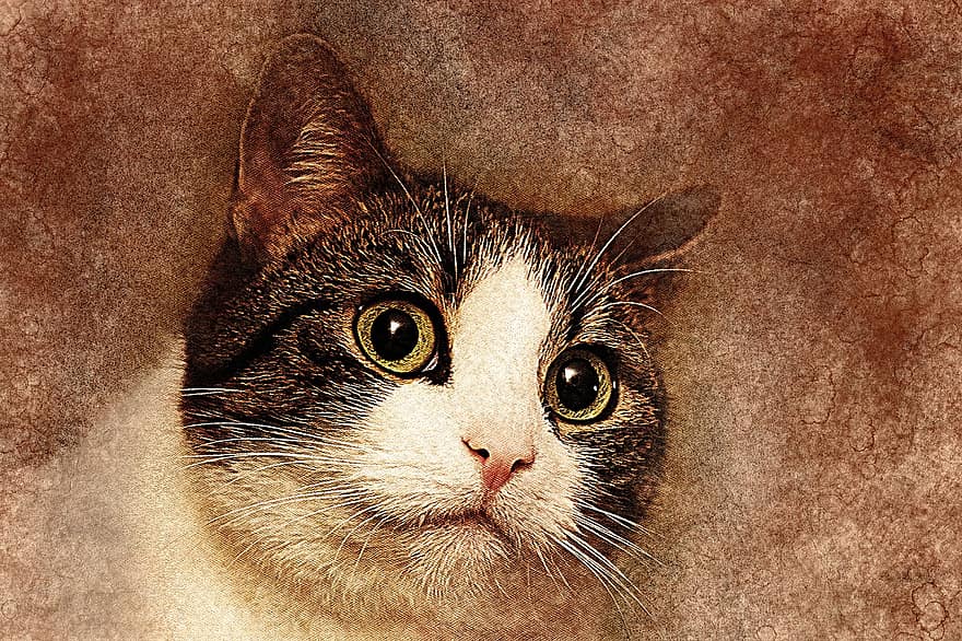 Cat, Pet, Art, Abstract, Vintage, Animal, Kitty, Artistic, Design, Portrait, Digital Art