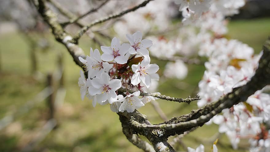 vyšnių žiedas, gėlės, Jeju sala, Jeju miestas, Gwaneumsa šventykla, pobūdį, pavasarį, gėlė, Iš arti, filialas, augalų