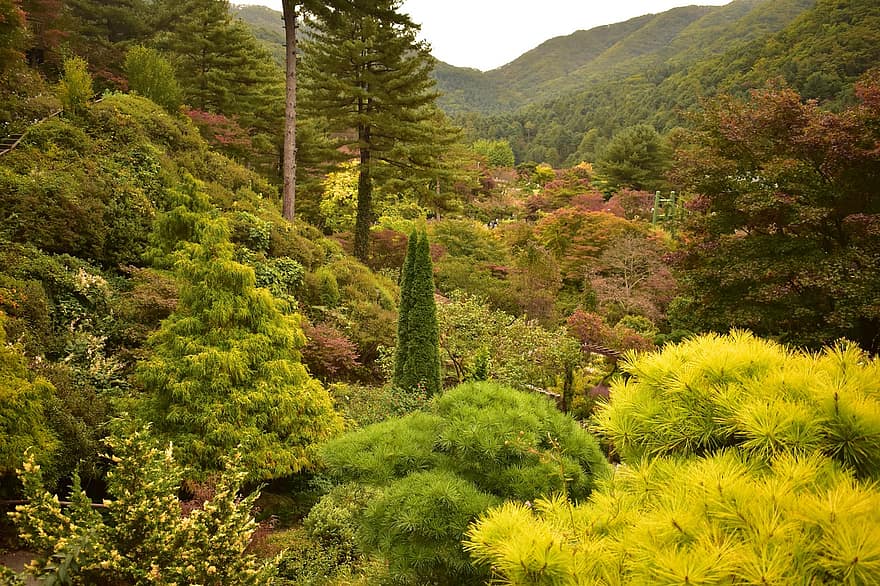 Garden, Forest, Mountain, Plants, Nature, Afternoon, Background