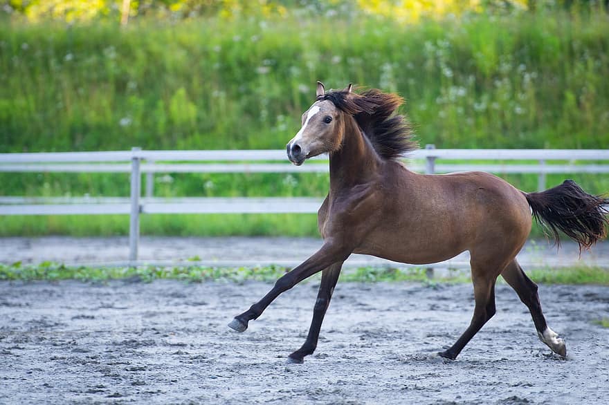 kuda, anak kuda, menjalankan, kuda poni, mencongklang, lompatan, paddock, Area Berkendara, tahunan, mengendarai kuda poni, kuda coklat