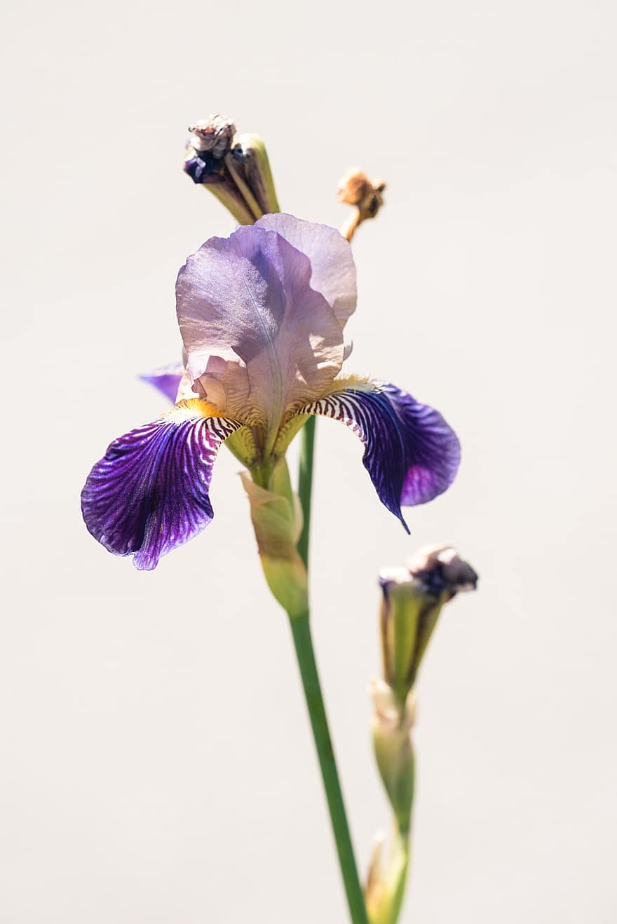 iris, blomma, kronblad, flora, natur