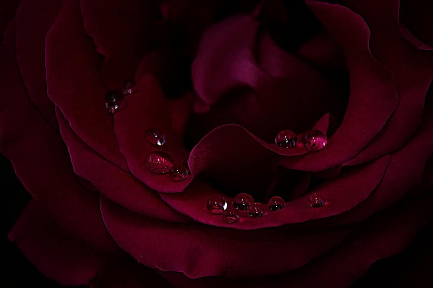 Rose, blomst, roser, flor, skønhed, dråber, knop, kærlighed