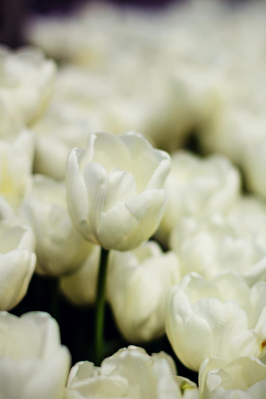 jardín, las flores, tulipanes, Flores blancas, floración, flor, planta floreciendo, planta ornamental, planta, flora, naturaleza