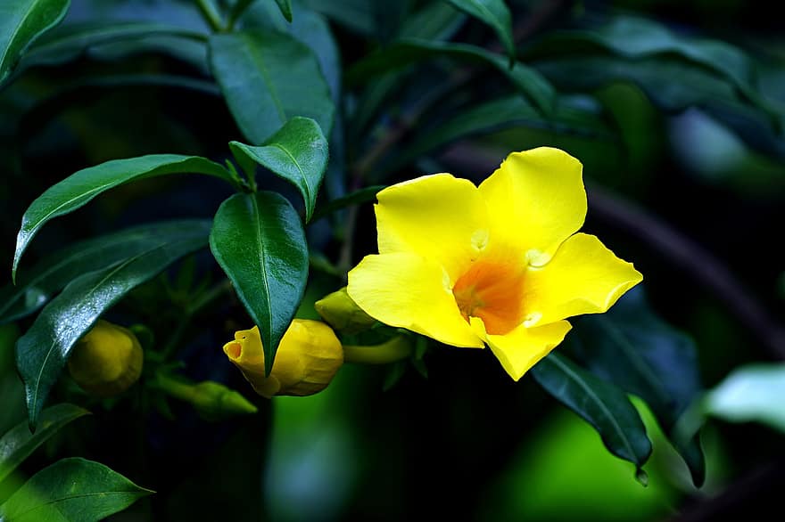 allamanda, fiore, fiore giallo, petali, petali gialli, le foglie, fioritura, fiorire, pianta, flora