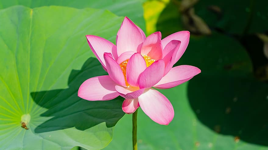 lotus, bloem, fabriek, roze bloem, Waterlelie, bloemblaadjes, bloeien, lotus bladeren, waterplant, vijver, natuur