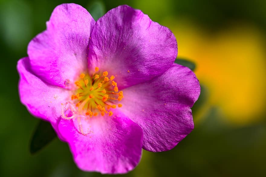 портулака, рожева квітка, рожеві пелюстки, жовті маточки, цвітіння, портулаки, сад, романтичний