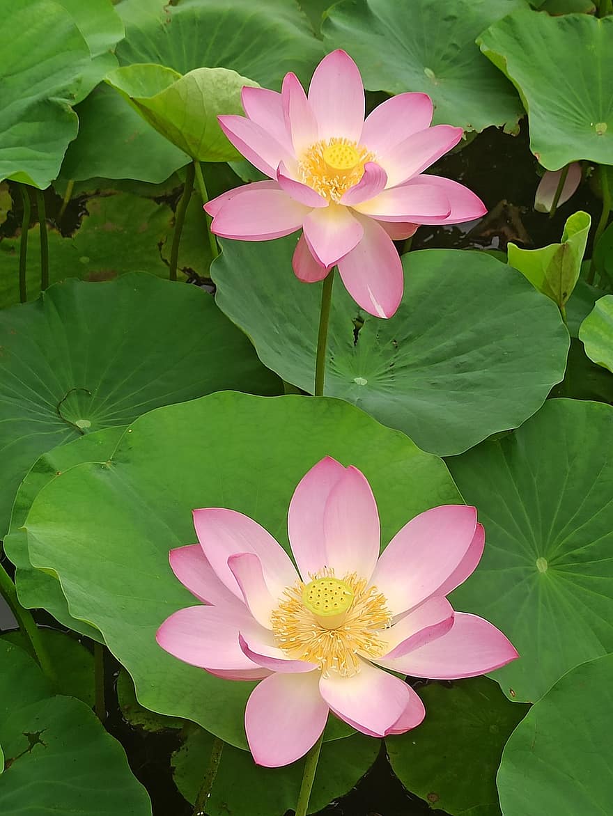 Lotusse, Blumen, Lotusblumen, pinke Blumen, Blütenblätter, rosa Blütenblätter, Lotus verlässt, blühen, Wasserpflanze, Flora