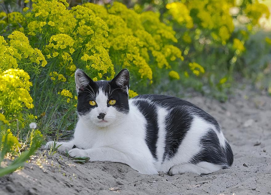 kucing, bunga-bunga, taman, membelai, licik, bunga kuning, padang rumput, hewan peliharaan, imut, kucing rumahan, anak kucing
