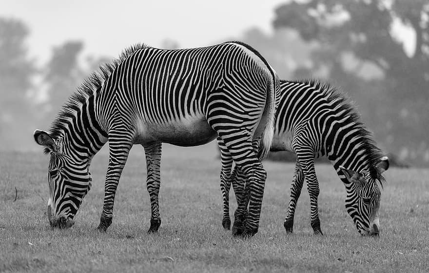Zebra, Stripes, Mammal, Animal, Safari, Wildlife, Striped, Wild, Horse, Young, Wilderness