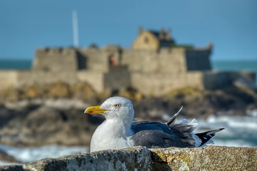 zeemeeuw, vogel, rotsen, neergestreken, aviaire, zee, Saint Malo, wallen