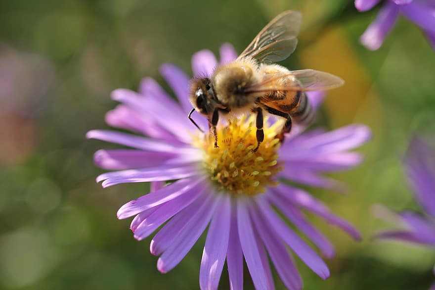 бджола, пилок, запилюють, ентомологія, комаха, макрозйомка, впритул, боке, цвітіння, сад, медоносна бджола
