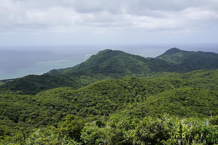 arbres, bosc, vegetació, cim de muntanya, tropical, cel, okinawa, ishigaki island, Japó, Okinawa prefectura, illa sud