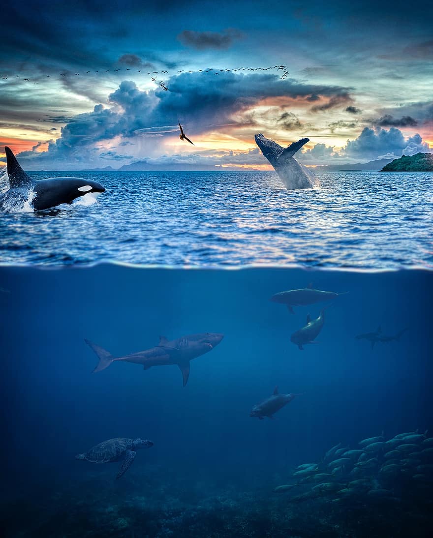 Meer, Tiere, unter wasser, Ozean, Wasser, Orca, Killerwal, Wal, Möwe, Vögel, Hai
