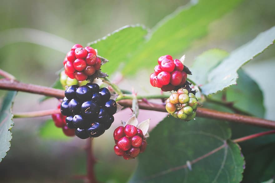 Blackberries, Berries, Fresh Berries, Fresh Blackberries, Produce, Harvest, Organic, Fruits, Fresh Fruits, Leaves, Plants