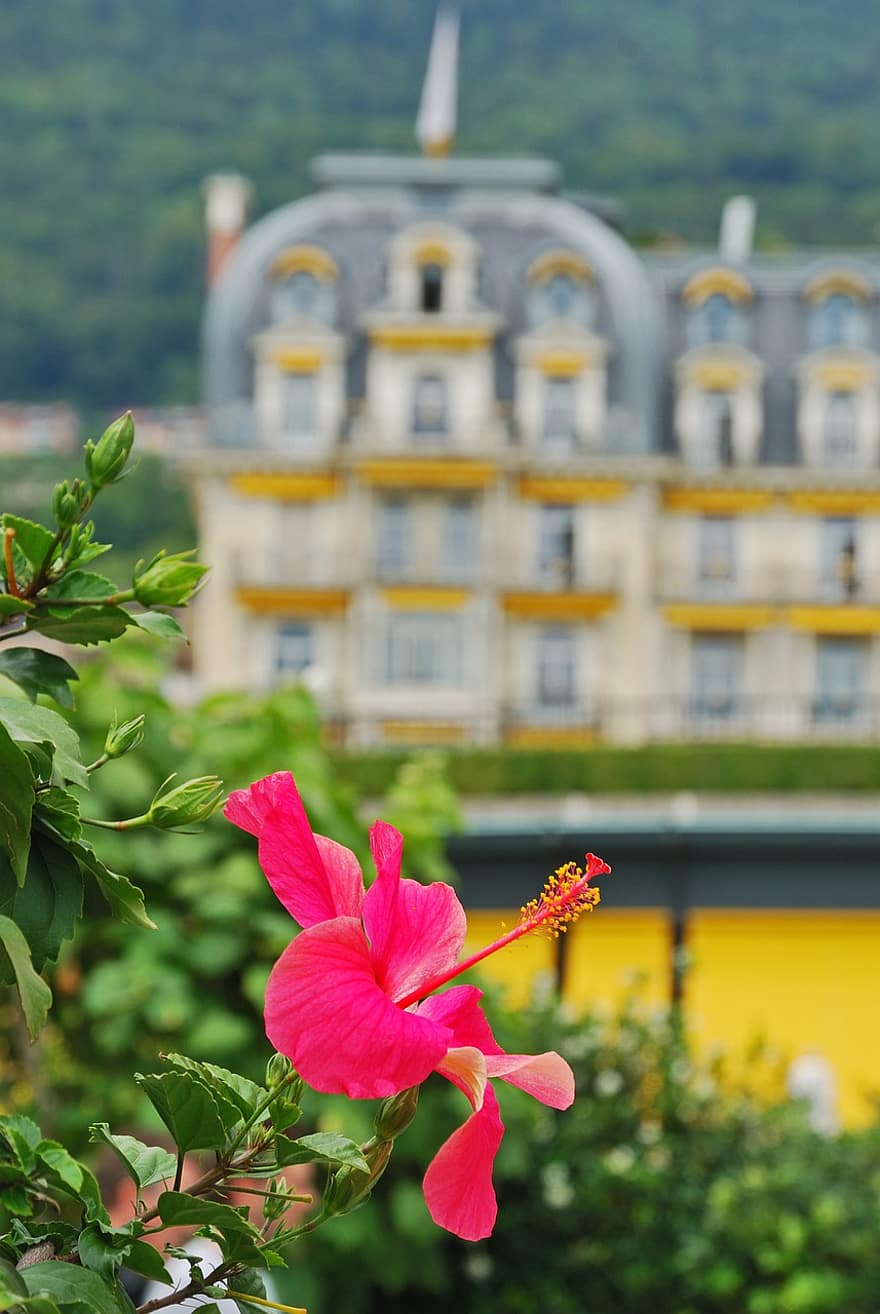 fleur, pétales, feuilles, feuillage, les plantes, bâtiment, un hôtel, luxe, recours, riviera, Montreux