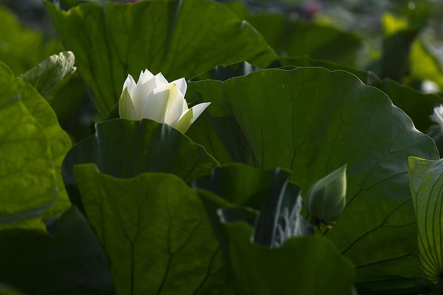 lotus, bloem, lotusbloem, witte bloem, bloemblaadjes, witte bloemblaadjes, bloeien, bloesem, waterplant, flora, blad