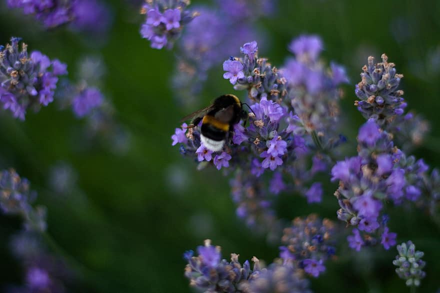 abeille, fleur, Prairie, vert, insecte, nectar, fleurs, été, la nature, violet, mon chéri