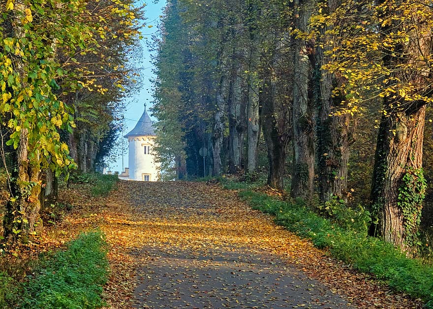 lípa, cesta, podzim, avenue, stromy, Příroda, krajina