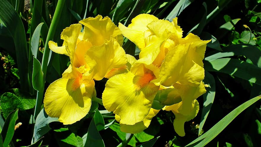 blomster, iris, gule iriser, gule blomster, hage, vår, gul, blad, anlegg, sommer, nærbilde
