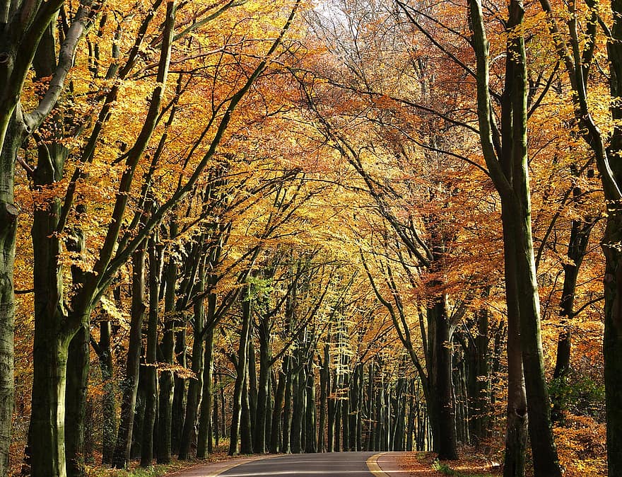 осінь, дерева, шлях, світло, осінні кольори