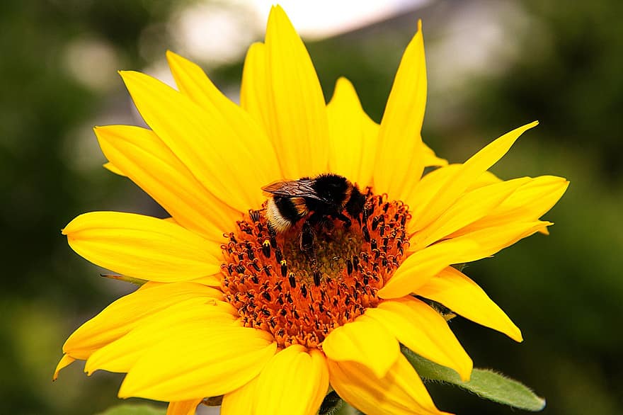 цвете, слънчоглед, листенца, земна пчела
