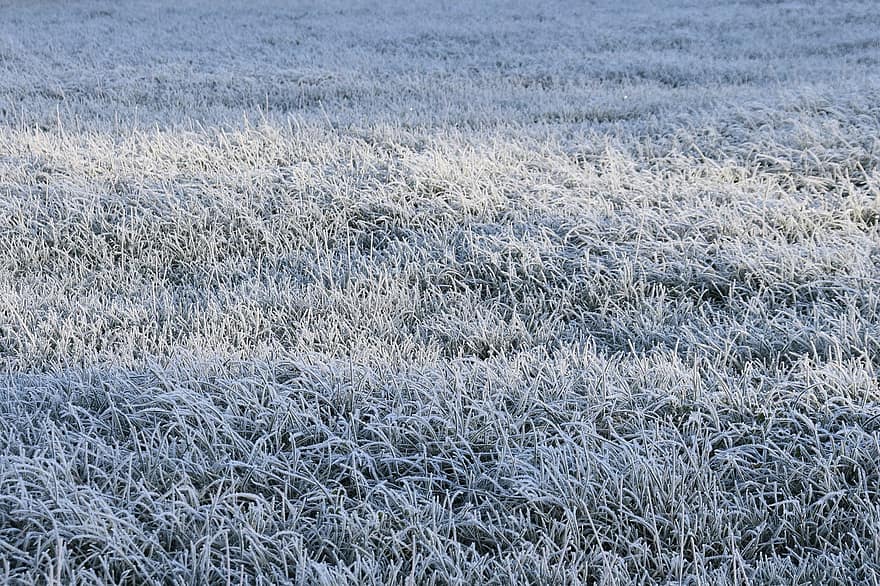 Grass, Meadow, Frost, Frozen, Ice, Snow, Field, Pasture, Prairie, Frozen Meadow, Cold