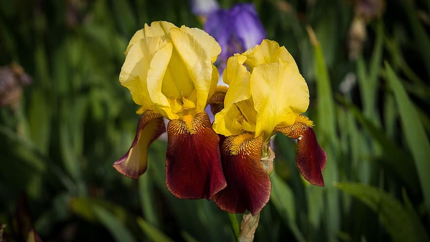 iris, blomst, plante, skægget iris, kronblade, flor, have, natur
