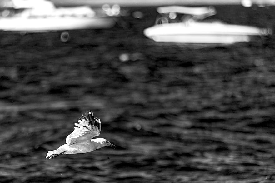 чайка, птица, рейс, крылья, летящая птица, летающий, движение, море, Marmara, воды, на открытом воздухе
