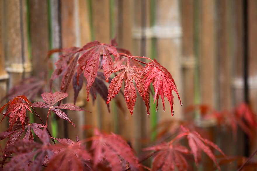 もみじ、カエデの葉、雨滴、水滴、赤い葉、秋、葉、紅葉、秋の季節、落葉、色落ち