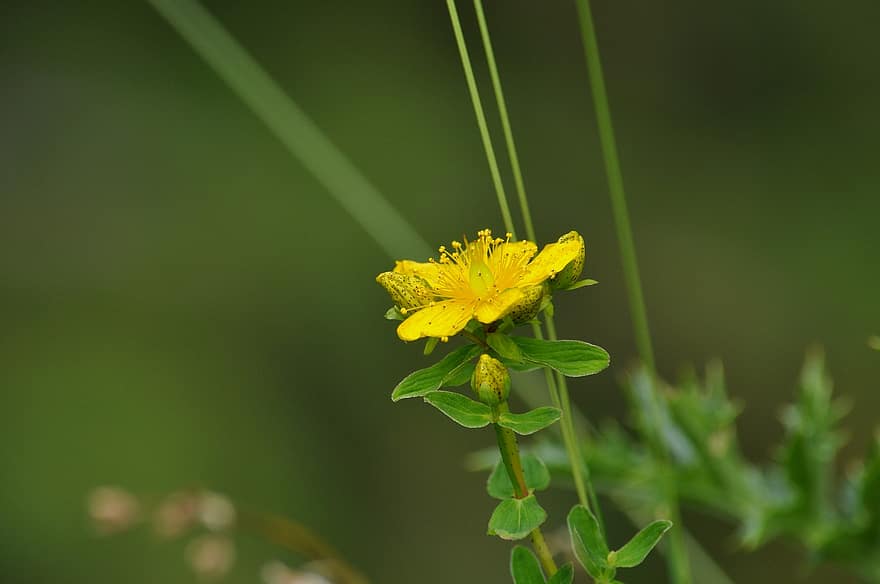 забелязан жълт кантарион, Hypericum Maculatum, жълт кантарион, Жълт кантарион, растение от жълт кантарион, цвят, разцвет