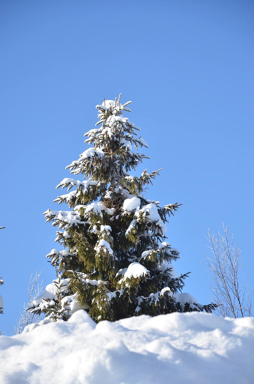 gran, śnieg, zimowy, Laponia, Boże Narodzenie, kartka świąteczna, krajobrazy, zimno, drzewko świąteczne, drzewo, widok zimowy