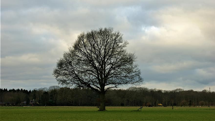 árbol, prado, frío, invierno, campo, Países Bajos, nubes, naturaleza