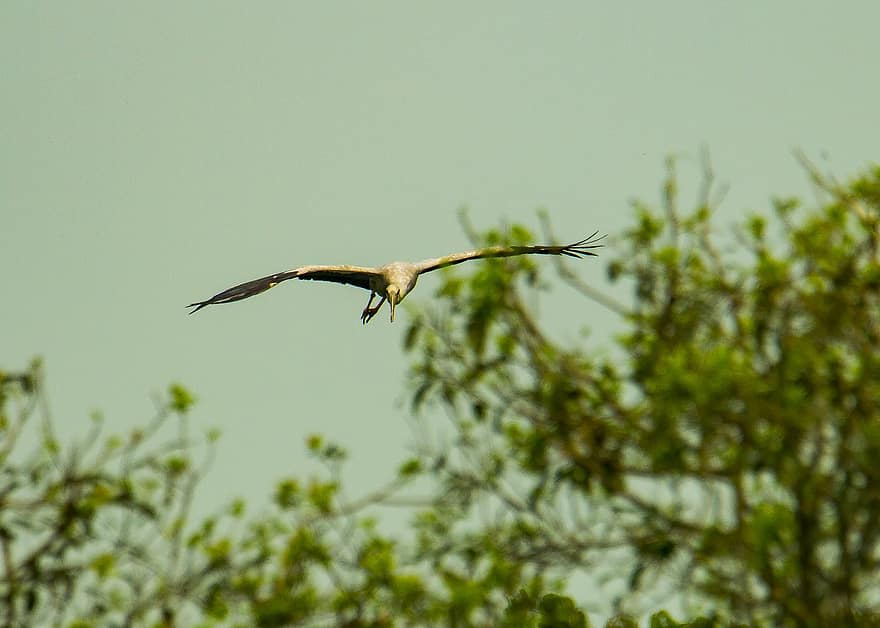 Stork, Bird, Flying, Wings, Wading Bird, Animal, Wildlife, Flight, Beak, Bill, Afternoon