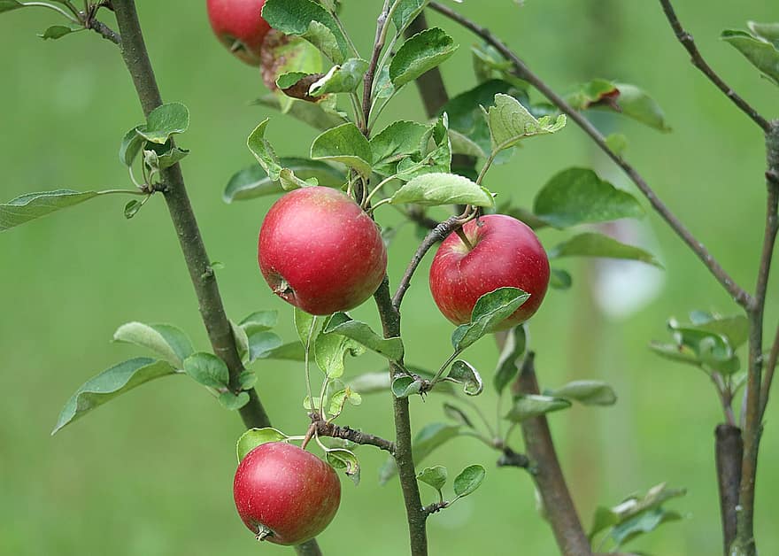 Jabłka, Na Větvi, Sladke, plody, Pozimni