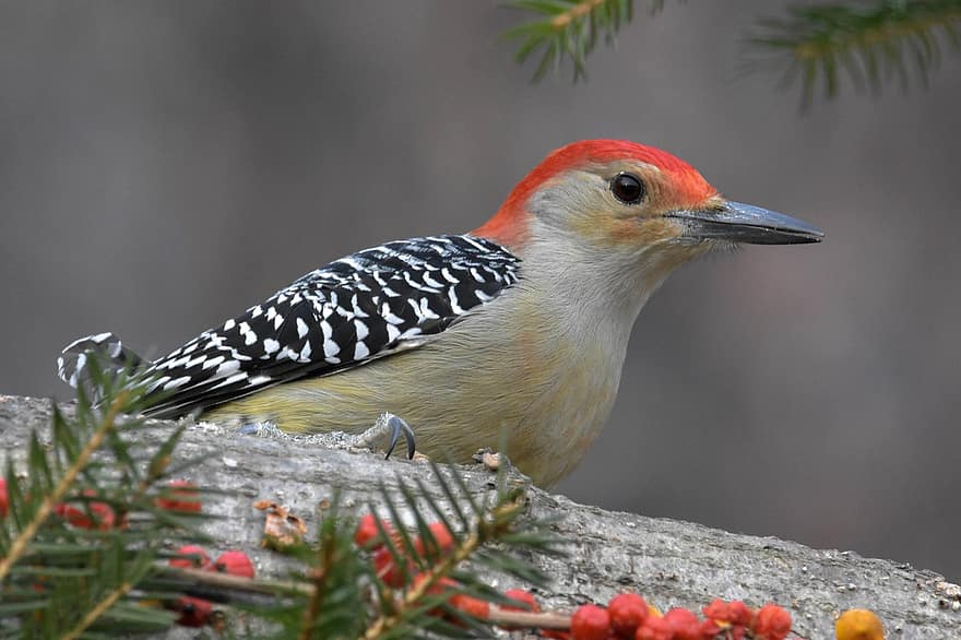 Red-bellied Woodpecker, Bird, Animal, Woodpecker, Songbird, Beak, Plumage, Perched, Wildlife, Branch, Nature