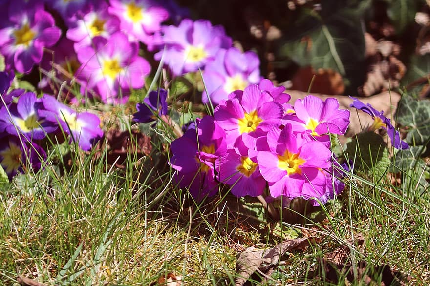 fialové květy, okvětní lístky, fialové okvětní lístky, květ, tráva, flóra, Příroda, botanika, petrklíč, primulka, jaro