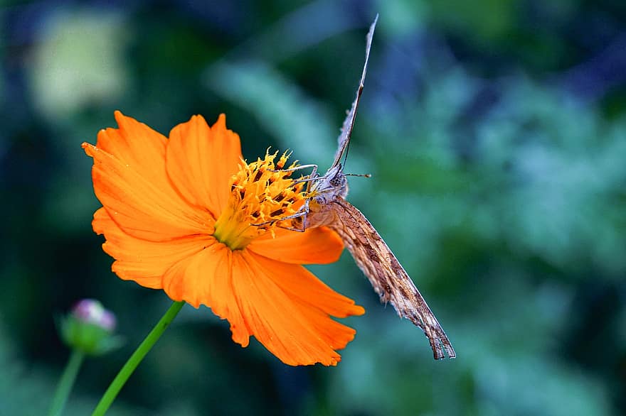 sommerfugl, blomst, pollinere, pollinering, insekt, bevinget insekt, sommerfuglvinger, blomstre, flora, fauna, natur