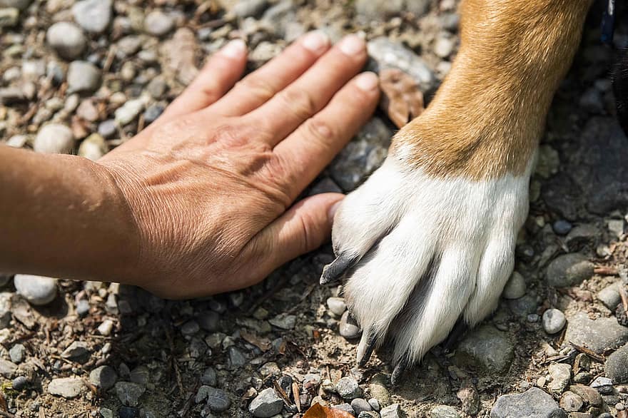 pata, cão, mão, animal, pets, fechar-se, mão humana, canino, cachorro, fofa, um animal