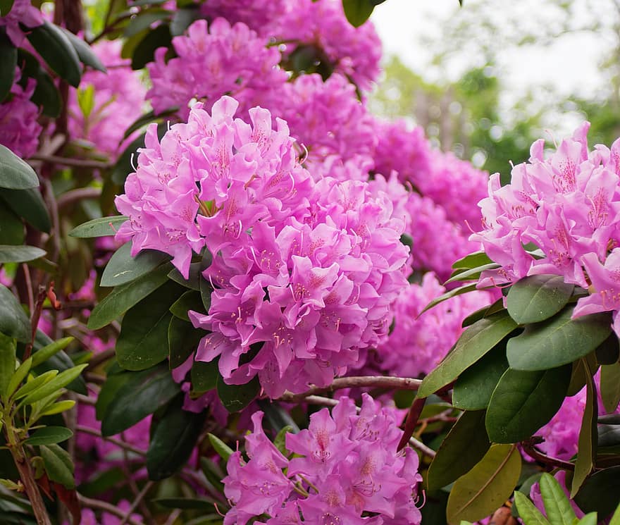 Rhododendron, Flowers, Plant, Pink Flowers, Petals, Bloom, Leaves, Spring, Garden, Nature
