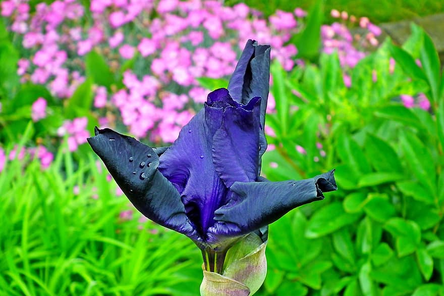 iris, çiçek, mavi iris, Mavi çiçek, bahar, Bahçe, doğa, bitki, Yaprak, kapatmak, mor