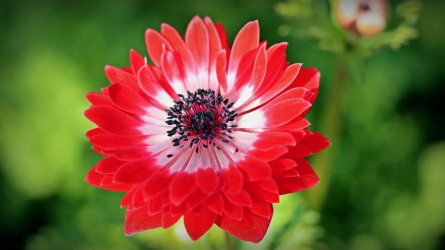 Anemone, Flower, Garden, Plant, Blossom, Bloom, Nature, close-up, petal, summer, flower head