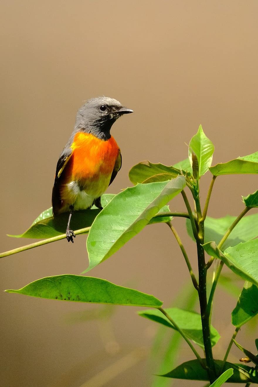 นก, Minivet ขนาดเล็ก, นกตัวเล็ก, ธรรมชาติ, ชีวิตป่า, สาขา, ขน, ใกล้ชิด, จะงอยปาก, สัตว์ในป่า, สีเขียว