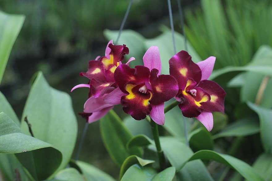 Cattleya, orkideat, Joulu orkidea, Flor de Mayo, vaaleanpunaiset kukat, kukat, puutarha, kasvi, puun lehti, lähikuva, kukka