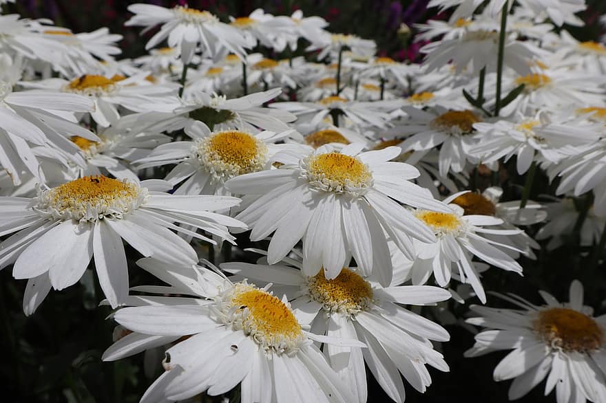 μαργαρίτες, λουλούδια, κήπος, λευκά λουλούδια, πέταλα, λευκά πέταλα, ανθίζω, άνθος, χλωρίδα, φυτά